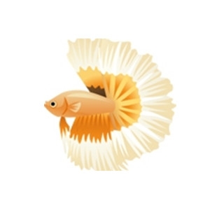 Orange Sun Betta